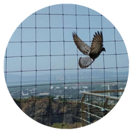 Pigeon Safety Nets Installation