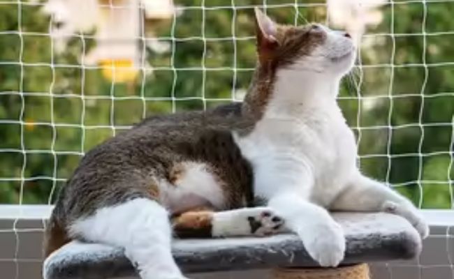 Pets Safety Nets for Balconies