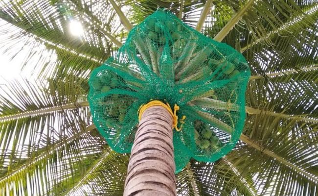 Coconut Tree Safety Nets