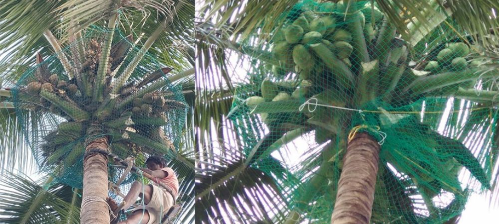 Coconut Tree Safety Nets